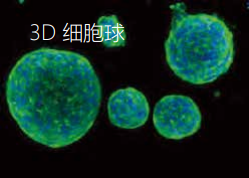 3D細胞球