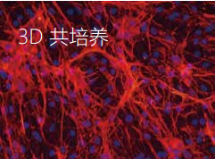 3D共培養
