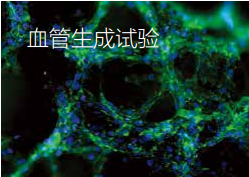 血管生成試驗