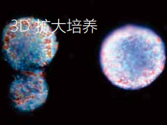 3D擴大培養