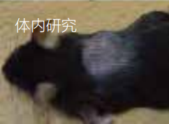 體內研究