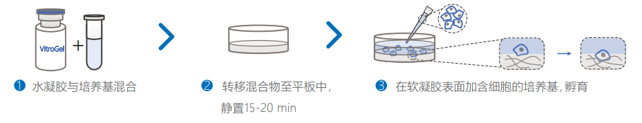 2D包被培養