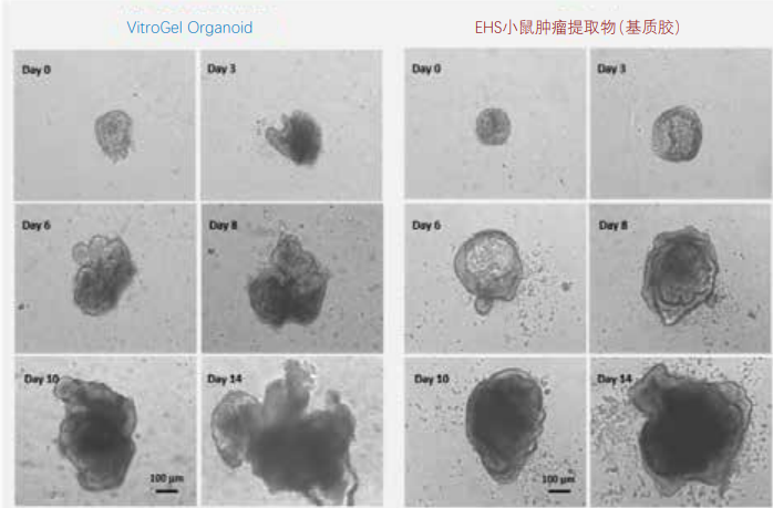 在VitroGel Organoid 和基質膠中培養小鼠腸道類器官