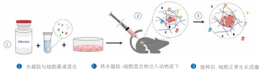 水凝膠包裹細胞進行動物皮下接種示意圖