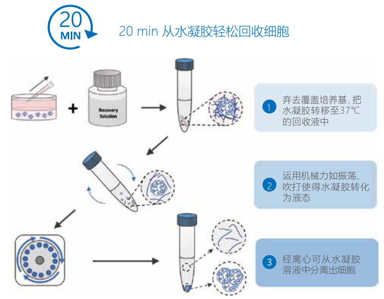 20 min內從VitroGel系統中收獲2D、3D培養的細胞以及類器官。