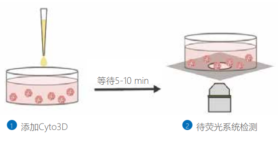 3D及2D細胞培養的活死細胞活性檢測試劑盒