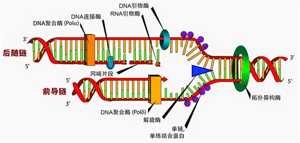 拓撲異構酶抑制劑、拓撲異構酶抗體