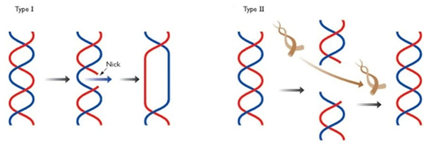 拓撲異構酶(topoisomerase)