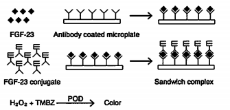 FGF-23 ELISA.png