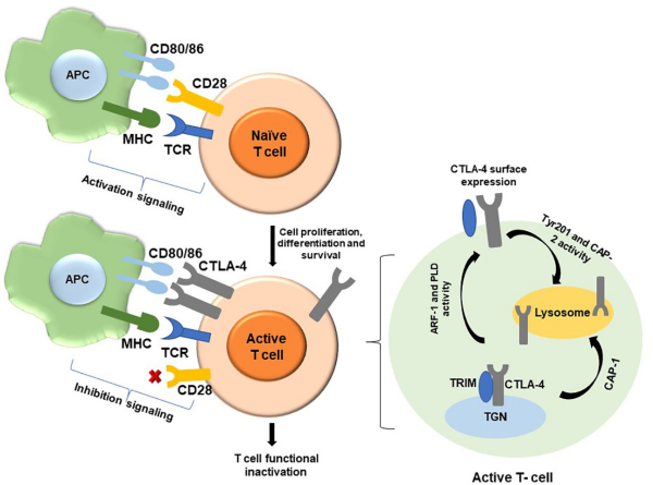 CTLA-4.png