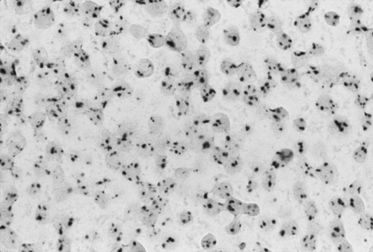 Nanoprobes納米金顆粒