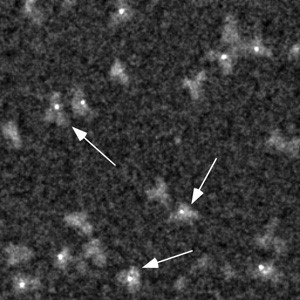 Nanoprobes納米金顆粒1
