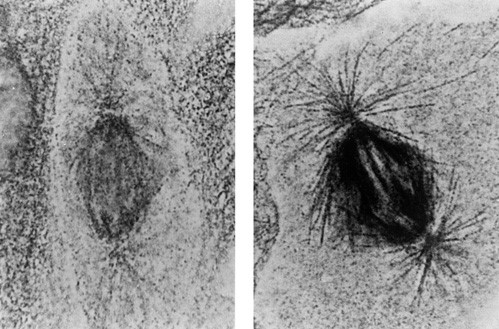Nanoprobes納米金顆粒2