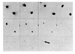 Nanoprobes納米金顆粒3