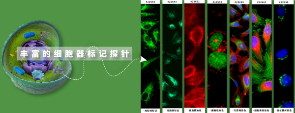 AAT Bioquest-4.png