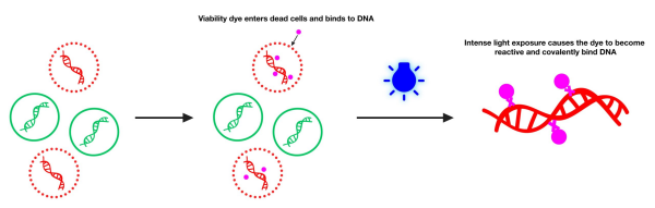 Viability PCR.png