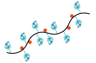 Immudex-6.png
