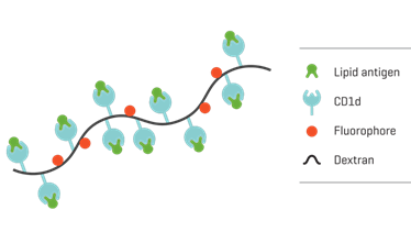 Immudex-12.png