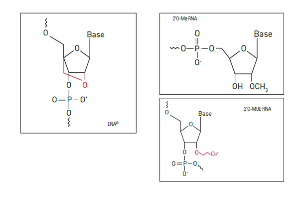 Oligo-2.png