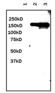 GFP標簽抗體應用于WB實驗