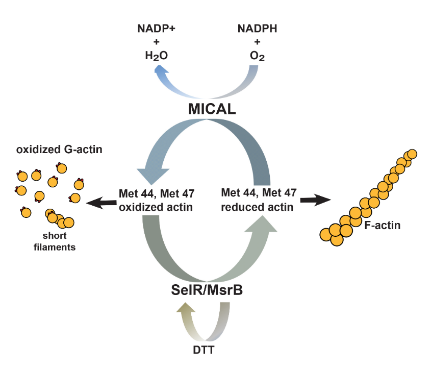 actin oxidation.png