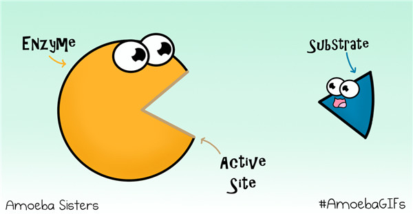 Enzyme.jpg