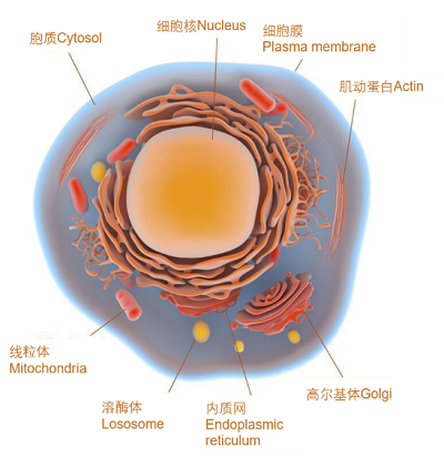 活細胞成像