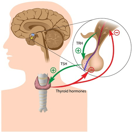 甲狀腺激素.png