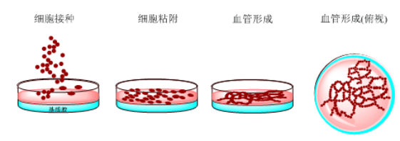 體外的血管生成實驗.png