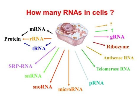 細胞中的RNA.jpg
