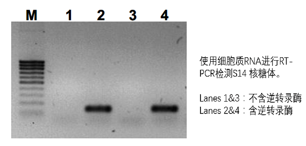 使用細胞質RNA進行RT-PCR檢測S14核糖體.png