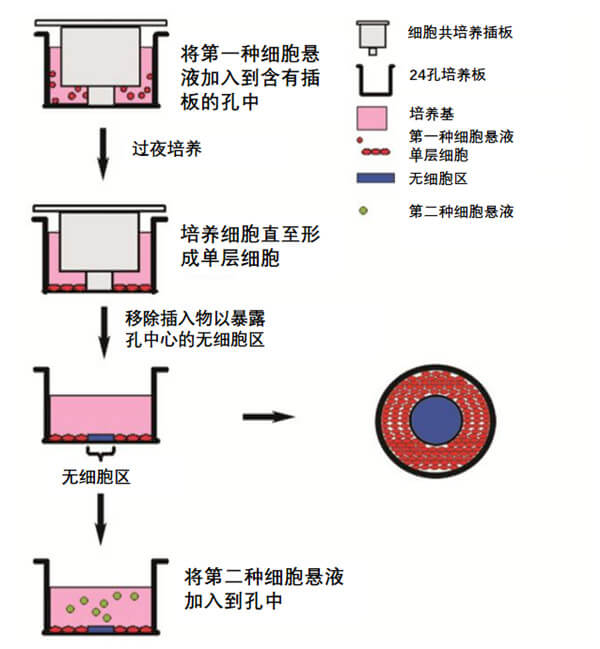 細胞共培養檢測實驗原理圖.jpg