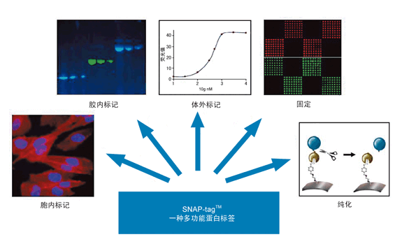 SDS-PAGE膠中檢測SNAP-tagTM融合蛋白.png