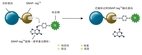 SNAP-tagTM技術原理.png