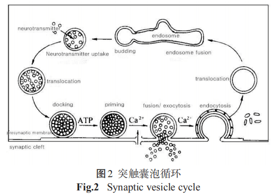 突觸囊泡循環.png