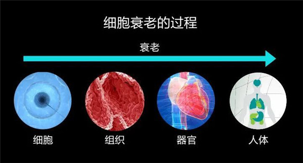 細胞衰老.jpg