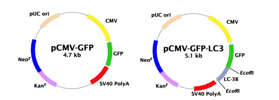 GFP-LC3表達質粒.png