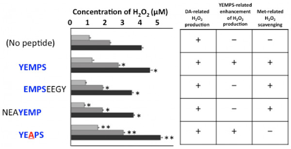 DA 與 YEMPS 肽的共育增強 H2O2生產.jpg