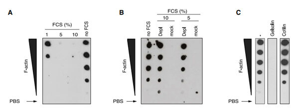 Cell文章結果驗證Actin Protein.jpg