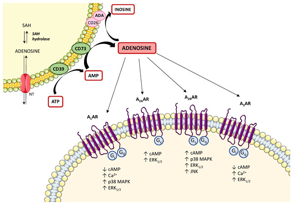腺苷（Adenosine，ADO）.jpg