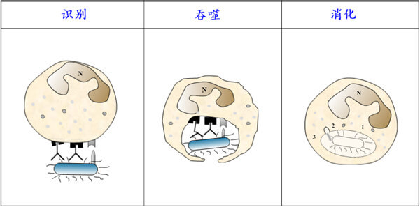 吞噬細胞.jpg