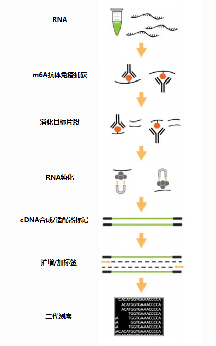 二代測序分析.png