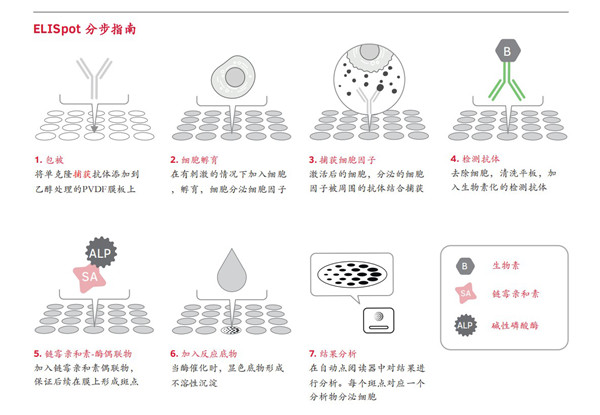 ELISpot實驗步驟與原理示意圖 .jpg