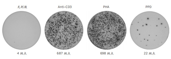 人干擾素γ（ IFN-γ） ELISpot.jpg