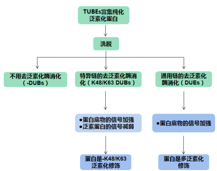 UbiTest檢測原理.png