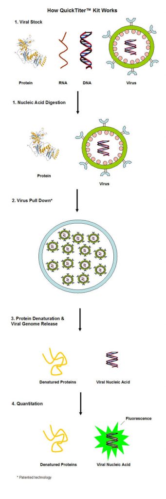逆轉錄病毒（Retrovirus）滴度快速檢測試劑盒原理.jpg