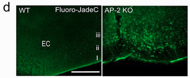 Fluoro-Jade C染色試劑盒Nature文章發表