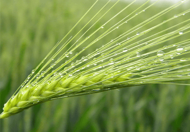 小麥胚芽凝集素.png