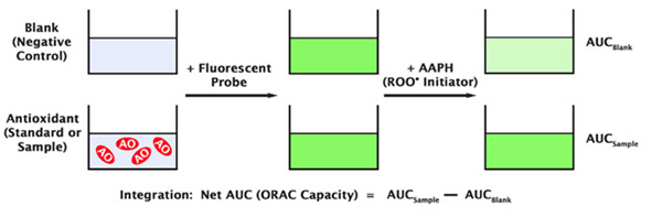 氧自由基抗氧化能力（ORAC）活性檢測試劑盒-原理示意圖.jpg