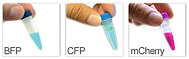 熒光蛋白.png